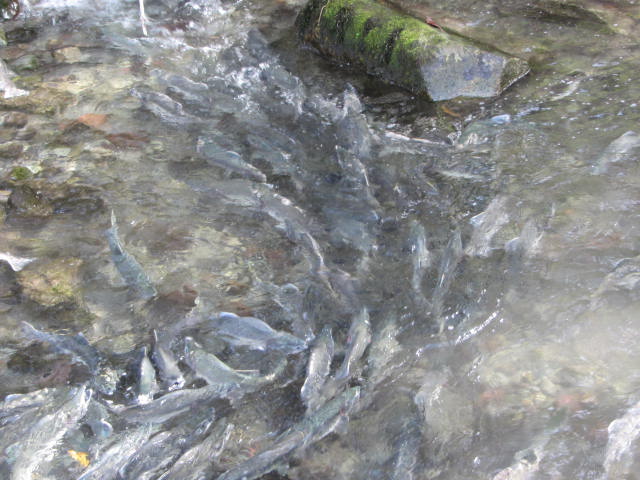 Fishing-Squamish (2)