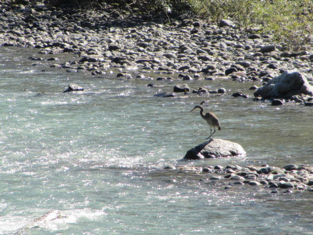 Squamish-Birding (2)